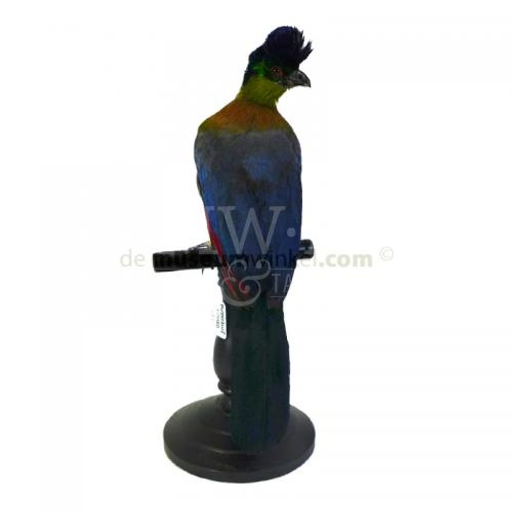 Sculptures, statuettes et miniatures - Décoration Touraco - Taxidermie & Intérieur - DMW.NU: TAXIDERMY & INTERIOR