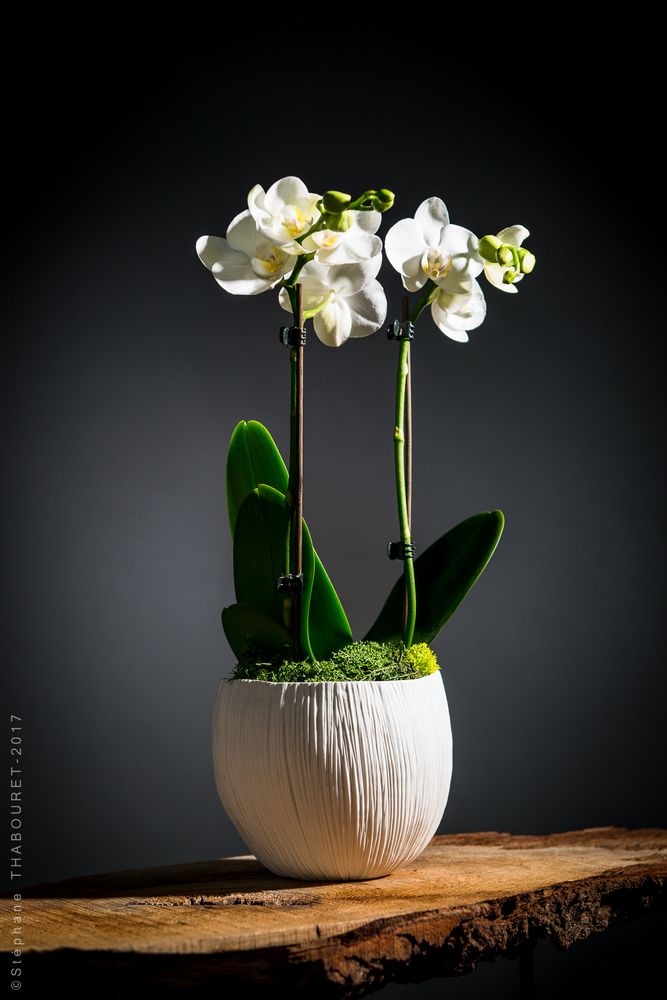 Céramique - Fleur de soie, photophores & photoFlora - ATELIER SUR LA RIVIERE - SYLVAIN FEZZOLI