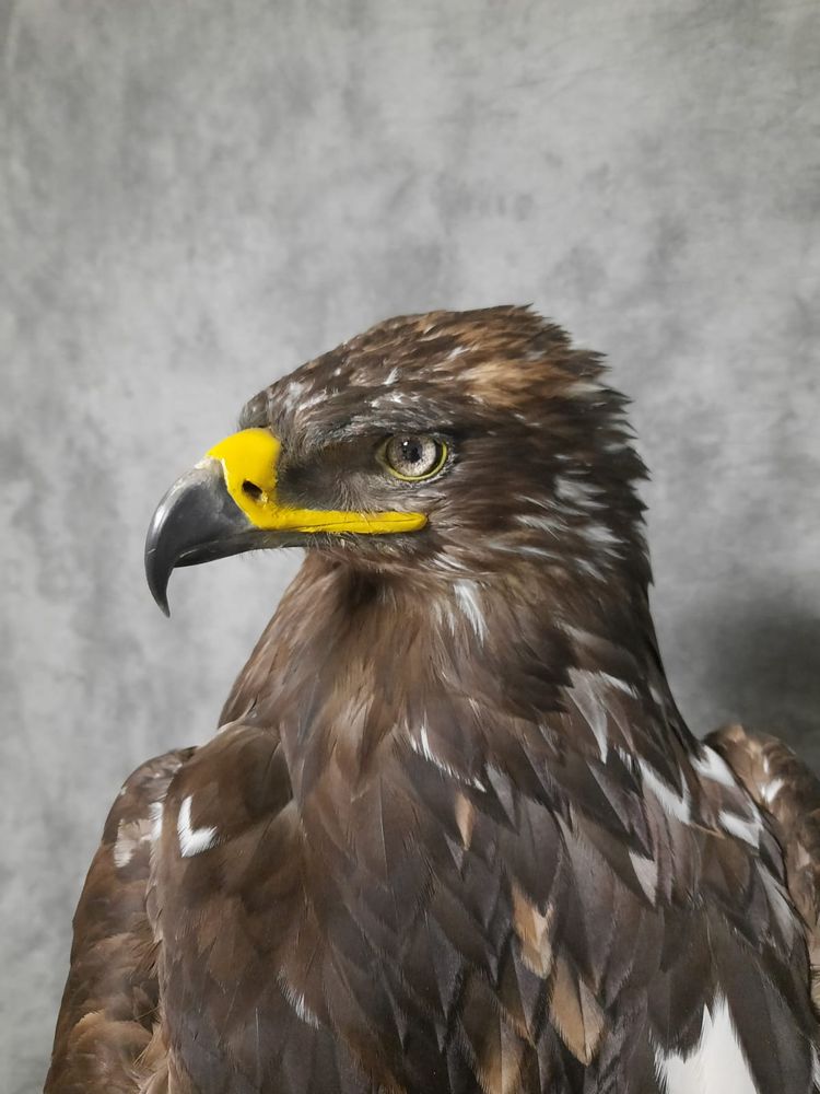Sculptures, statuettes and miniatures - Steppe eagle - Decorative object - Taxidermy & Interior - DMW.NU: TAXIDERMY & INTERIOR