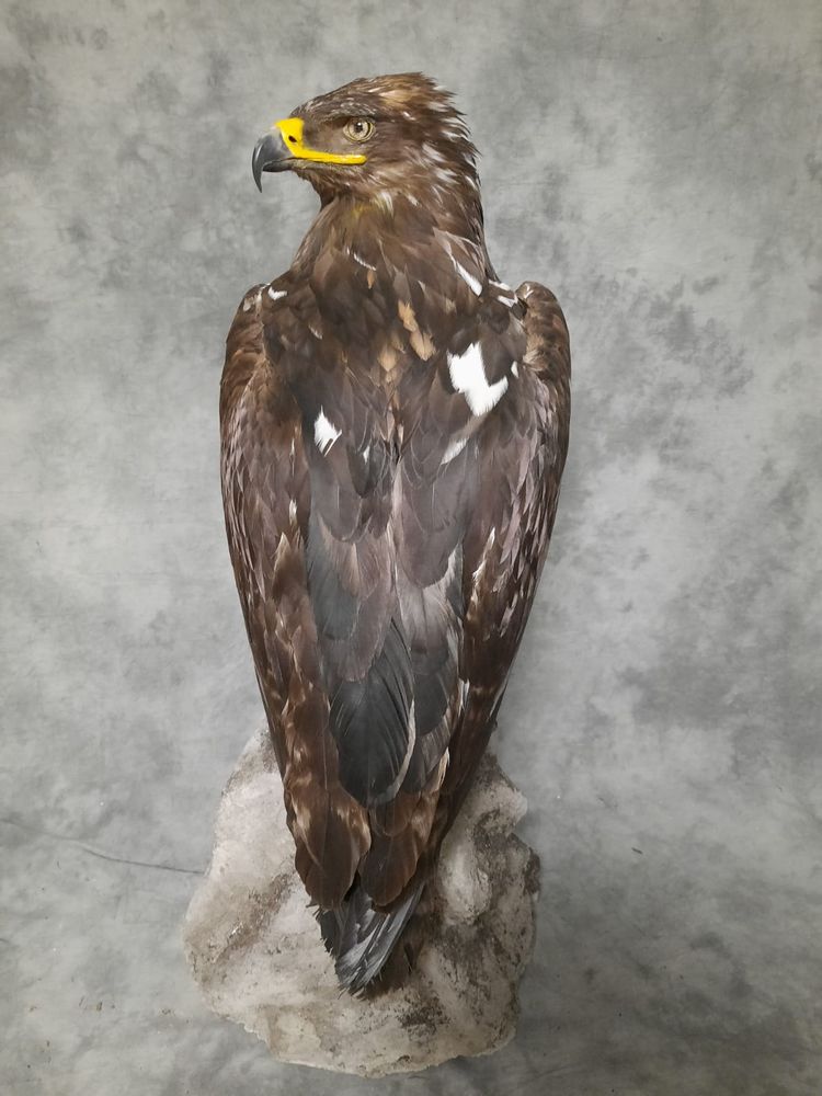 Sculptures, statuettes and miniatures - Steppe eagle - Decorative object - Taxidermy & Interior - DMW.NU: TAXIDERMY & INTERIOR