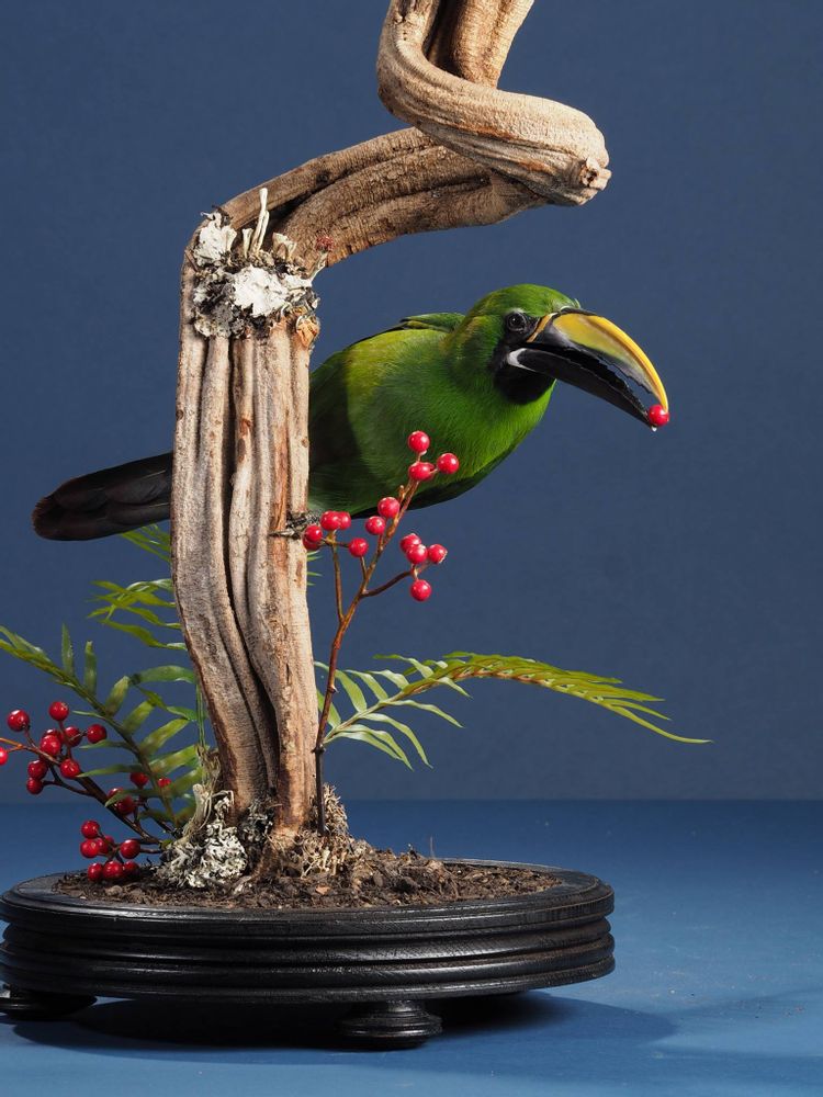 Objets de décoration - Toucans et plus - Objets décoratifs - Intérieur & Taxidermie - DMW.NU: TAXIDERMY & INTERIOR