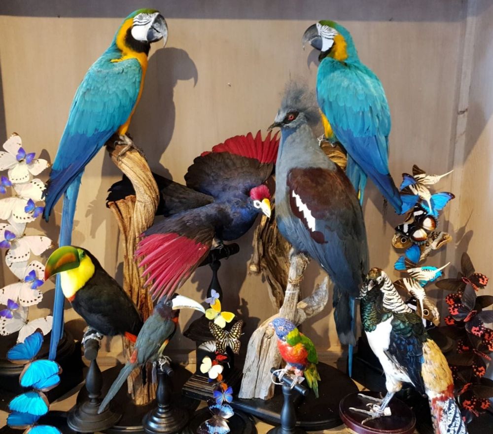 Unique pieces - Parrot taxidermy - Colourful decorative object - DMW.NU: TAXIDERMY & INTERIOR
