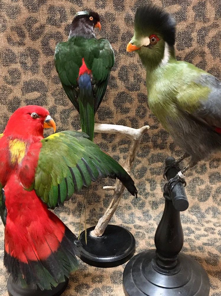 Unique pieces - Parrot taxidermy - Colourful decorative object - DMW.NU: TAXIDERMY & INTERIOR