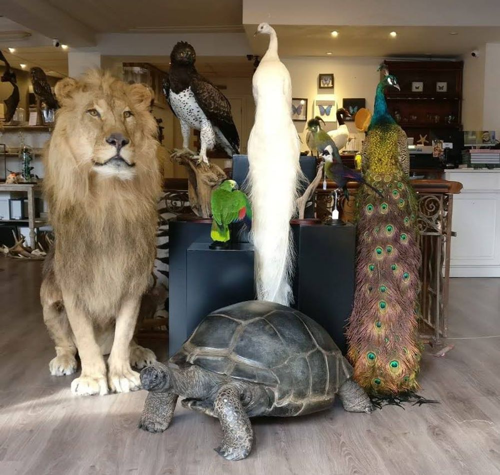 Objets de décoration - Taxidermie animaux - Articles de décoration - Intérieur & Taxidermie - DMW.NU: TAXIDERMY & INTERIOR