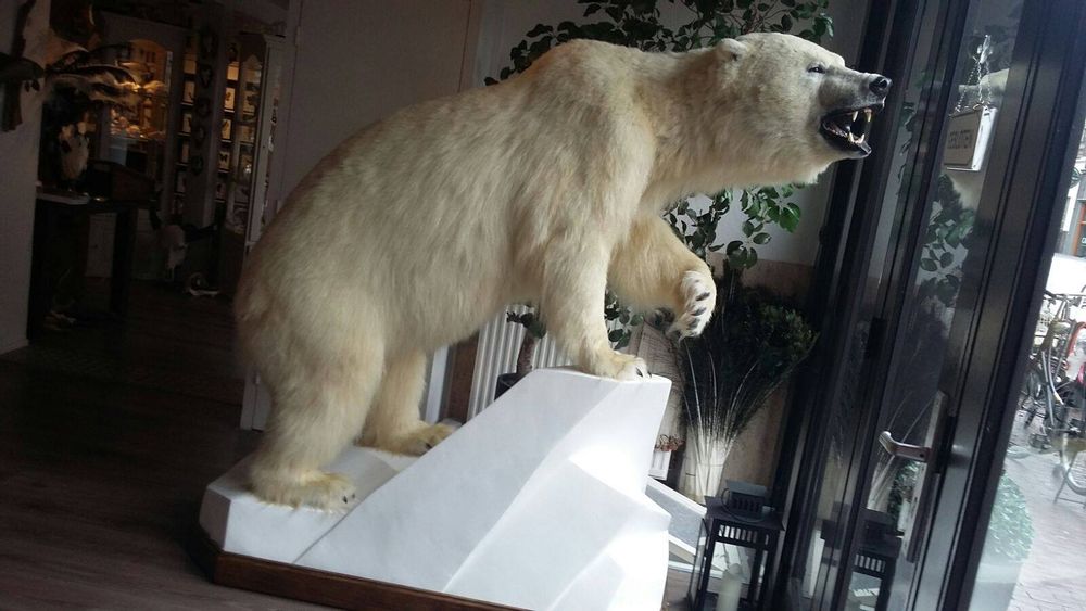 Objets de décoration - Taxidermie animaux - Articles de décoration - Intérieur & Taxidermie - DMW.NU: TAXIDERMY & INTERIOR