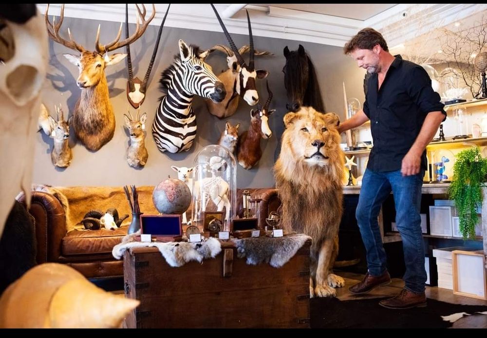 Objets de décoration - Taxidermie animaux - Articles de décoration - Intérieur & Taxidermie - DMW.NU: TAXIDERMY & INTERIOR