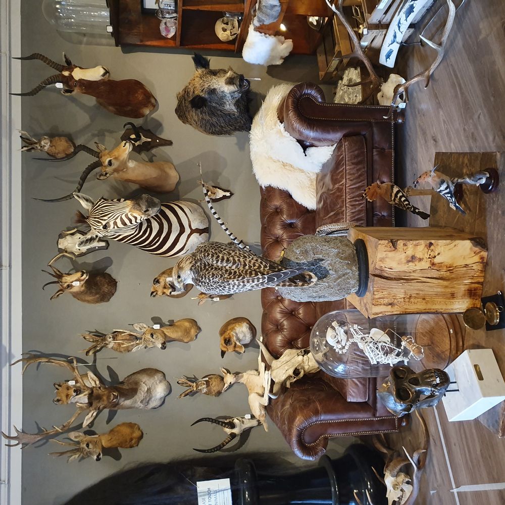 Objets de décoration - Taxidermie animaux - Articles de décoration - Intérieur & Taxidermie - DMW.NU: TAXIDERMY & INTERIOR
