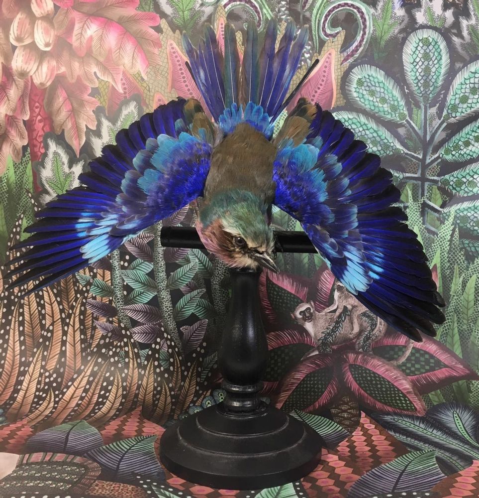 Unique pieces - Interior design with taxidermy - DMW.NU: TAXIDERMY & INTERIOR