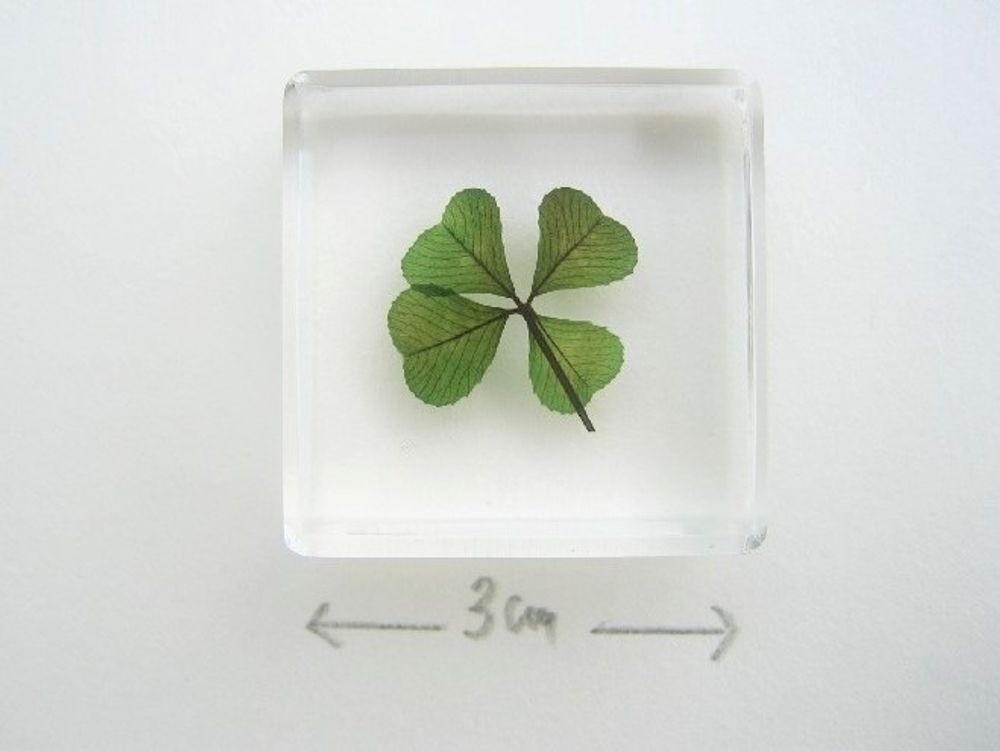 Gifts - Love of Clover - CARRÉ DE TRÈFLES
