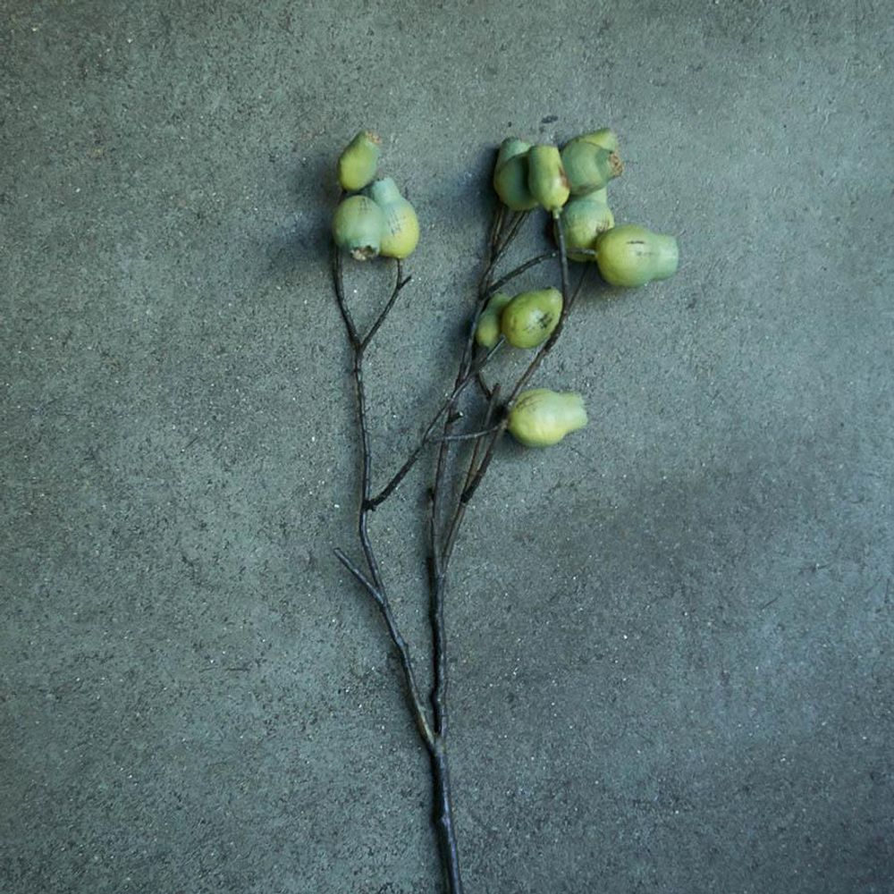 Floral decoration - EUCALYPTUS GUM NUT - ABIGAIL AHERN