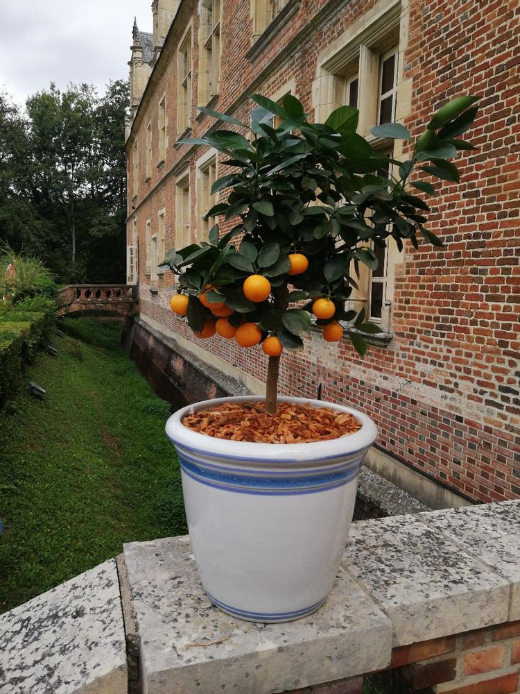 Décorations florales - Pot Florentine blanc avec des filets camaieu bleus, pour le Château de Versailles - MANUFACTURE NORMAND