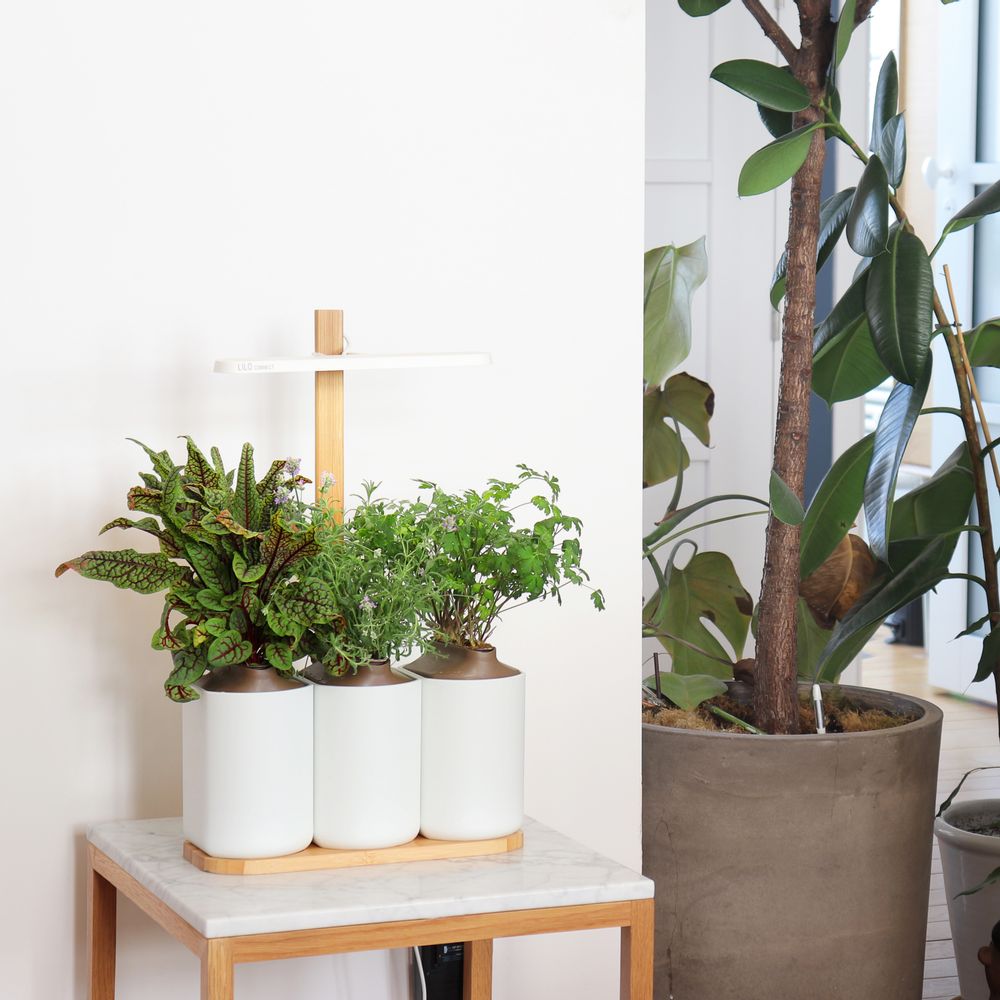 Cadeaux - Potager d'intérieur LILO CONNECT - PRÊT À POUSSER