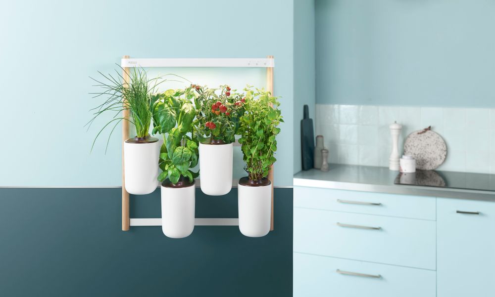 Cadeaux - Potager d'intérieur NOUVEAU MODULO - PRÊT À POUSSER