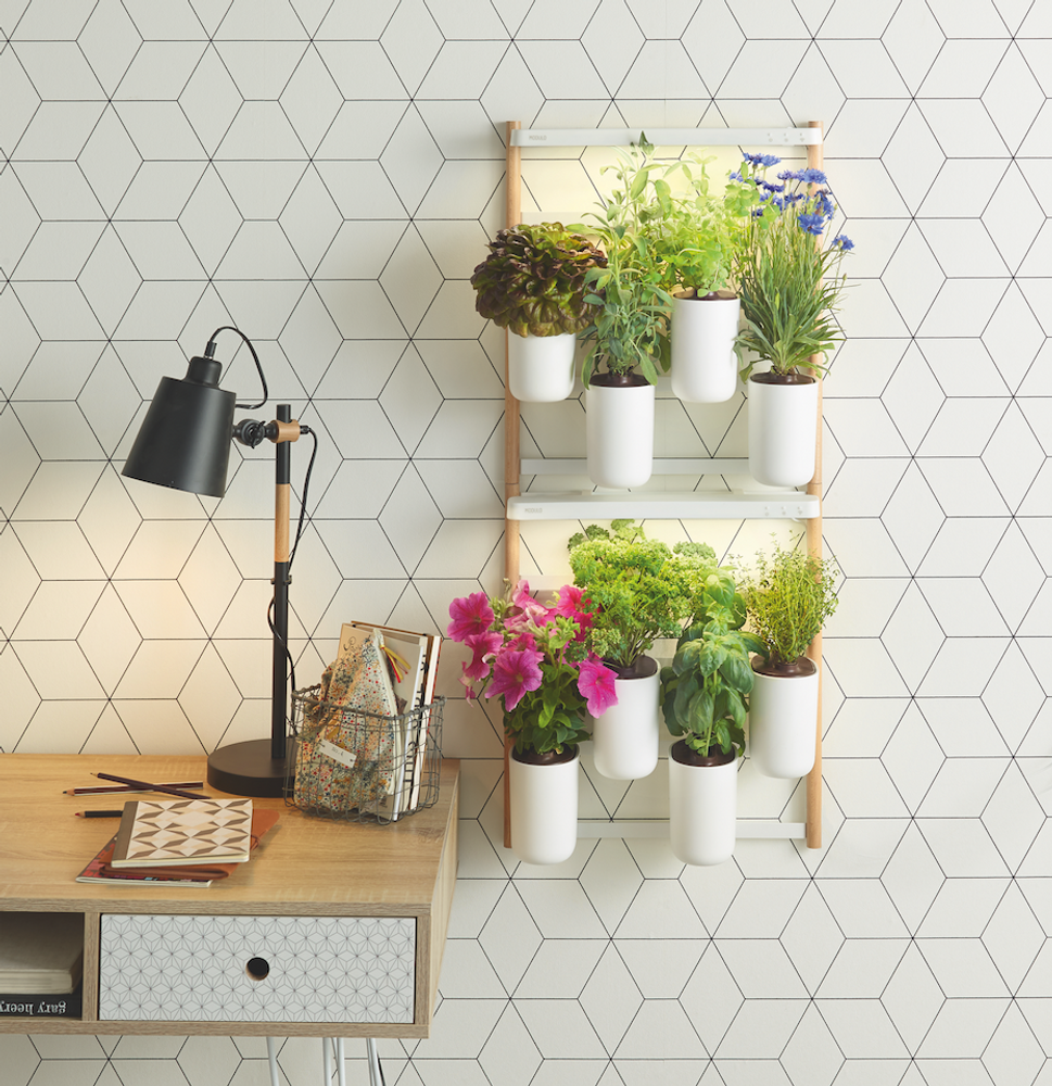 Cadeaux - Potager d'intérieur NOUVEAU MODULO - PRÊT À POUSSER