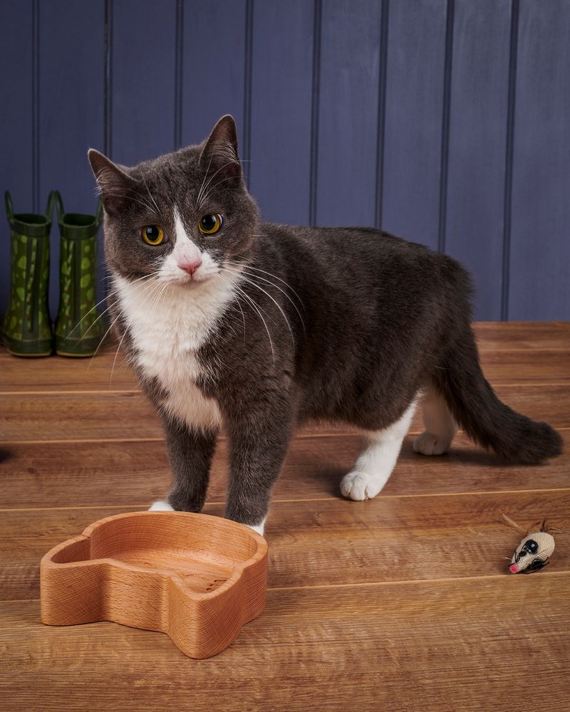 Ustensiles de cuisine - Le bol de nourriture pour chat - THE WOOD LIFE PROJECT
