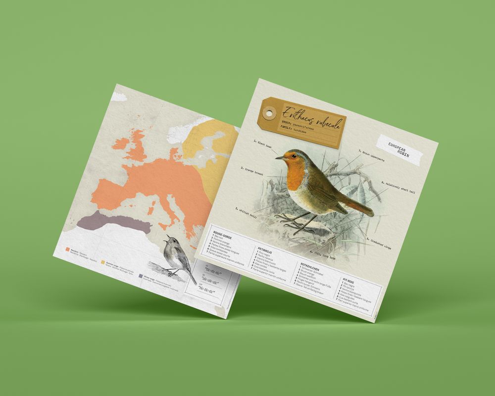 Loisirs créatifs pour enfant - Erithacus Rubecula - PLEGO