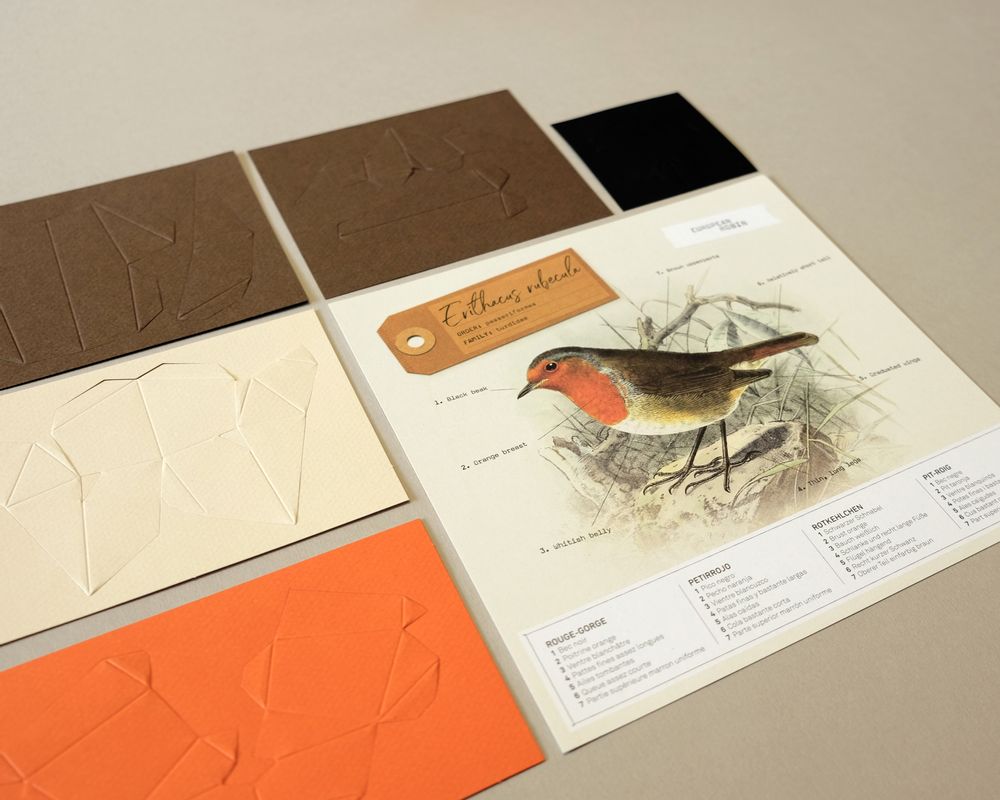 Loisirs créatifs pour enfant - Erithacus Rubecula - PLEGO
