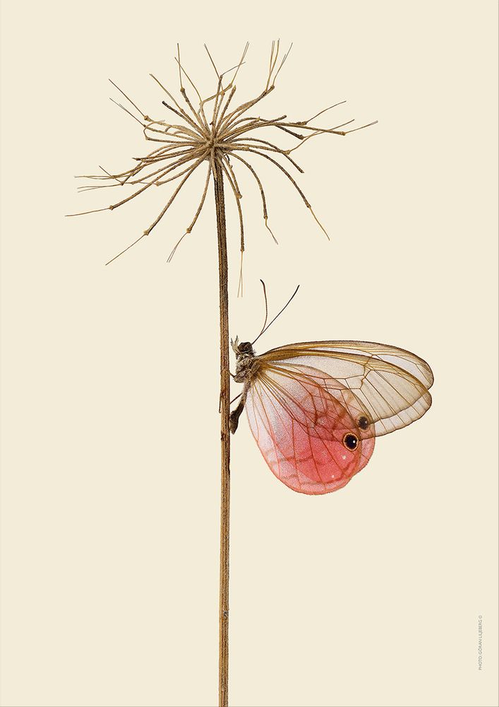 Affiches - Bugs sur les brindilles - LILJEBERGS