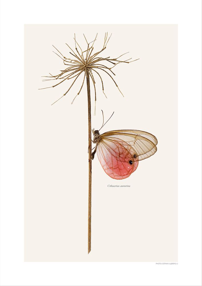 Affiches - Bugs sur les brindilles - LILJEBERGS