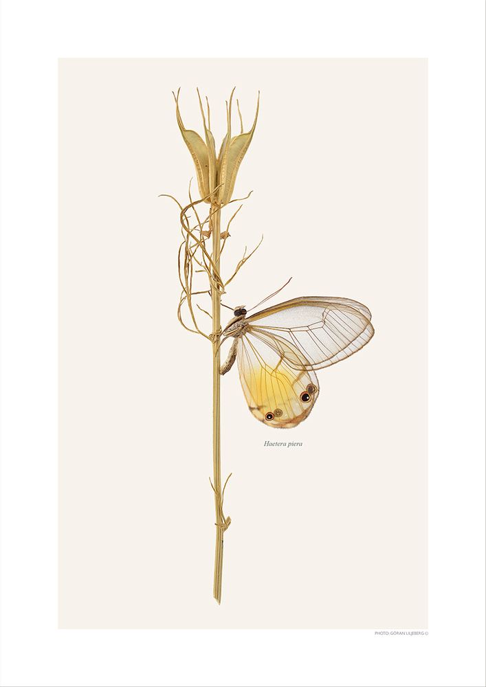 Affiches - Bugs sur les brindilles - LILJEBERGS