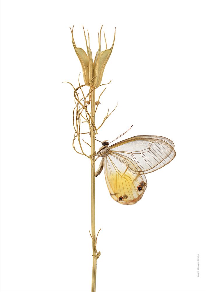 Affiches - Bugs sur les brindilles - LILJEBERGS