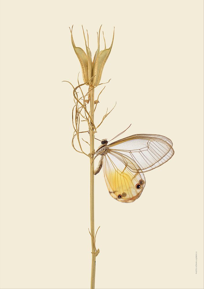 Affiches - Bugs sur les brindilles - LILJEBERGS