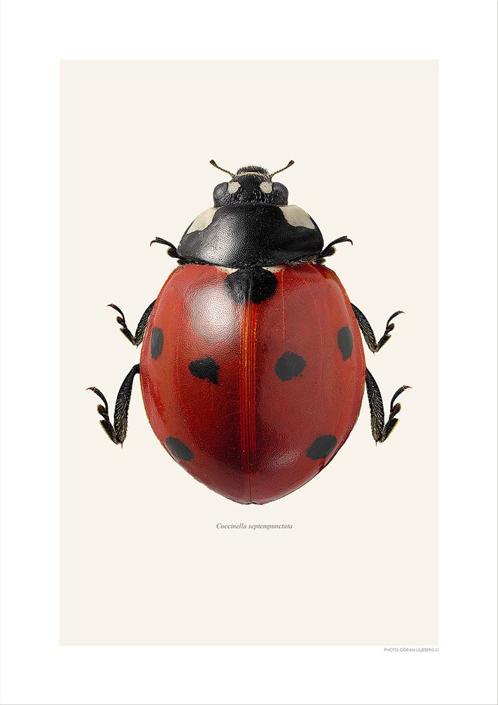 Affiches - Autres bugs - LILJEBERGS