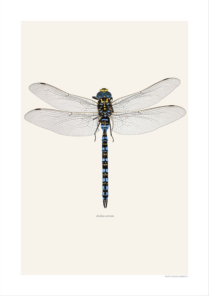 Affiches - Autres bugs - LILJEBERGS