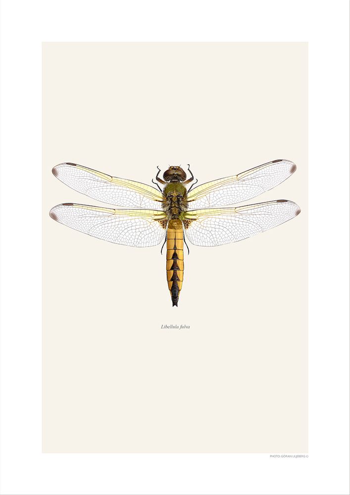 Affiches - Autres bugs - LILJEBERGS