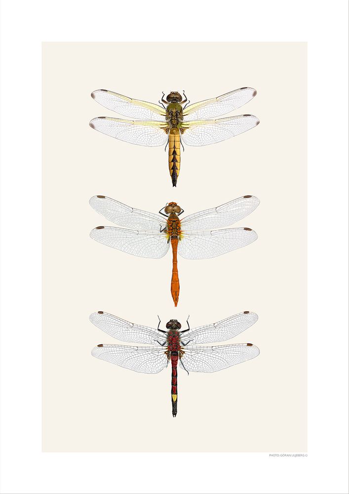 Affiches - Autres bugs - LILJEBERGS