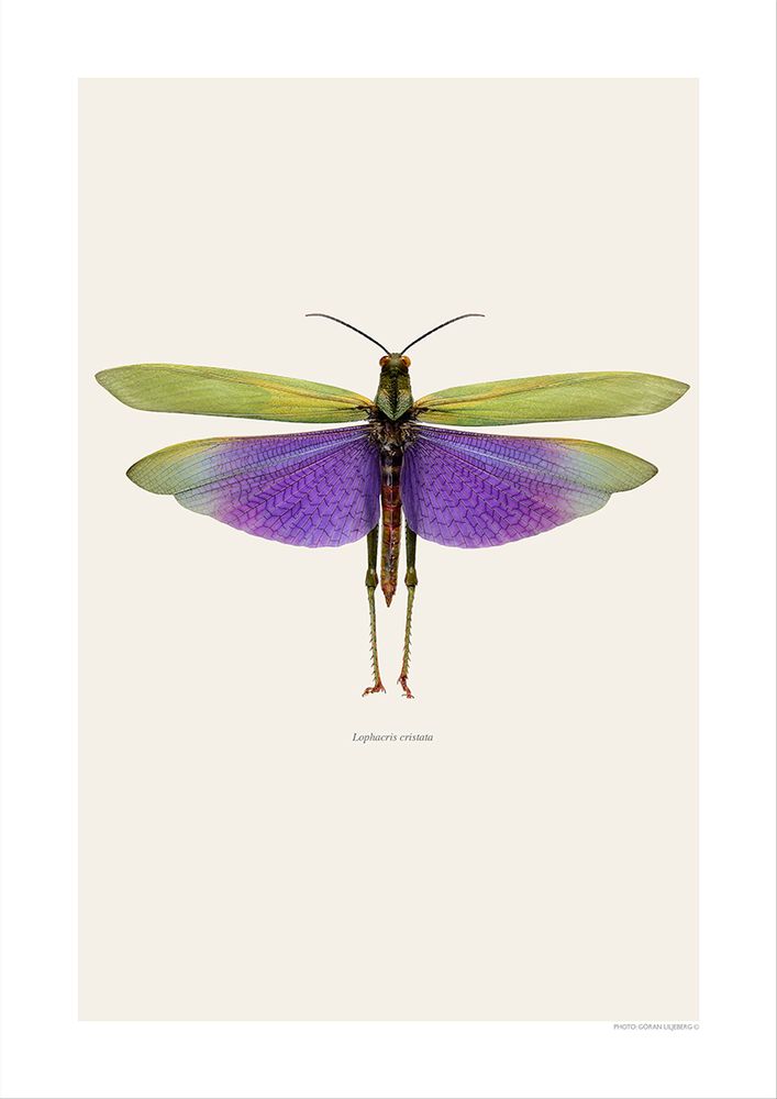 Affiches - Autres bugs - LILJEBERGS