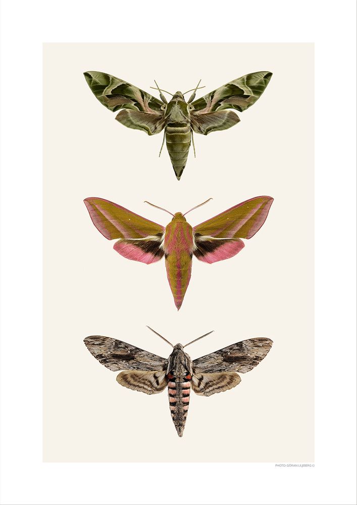 Affiches - Autres bugs - LILJEBERGS