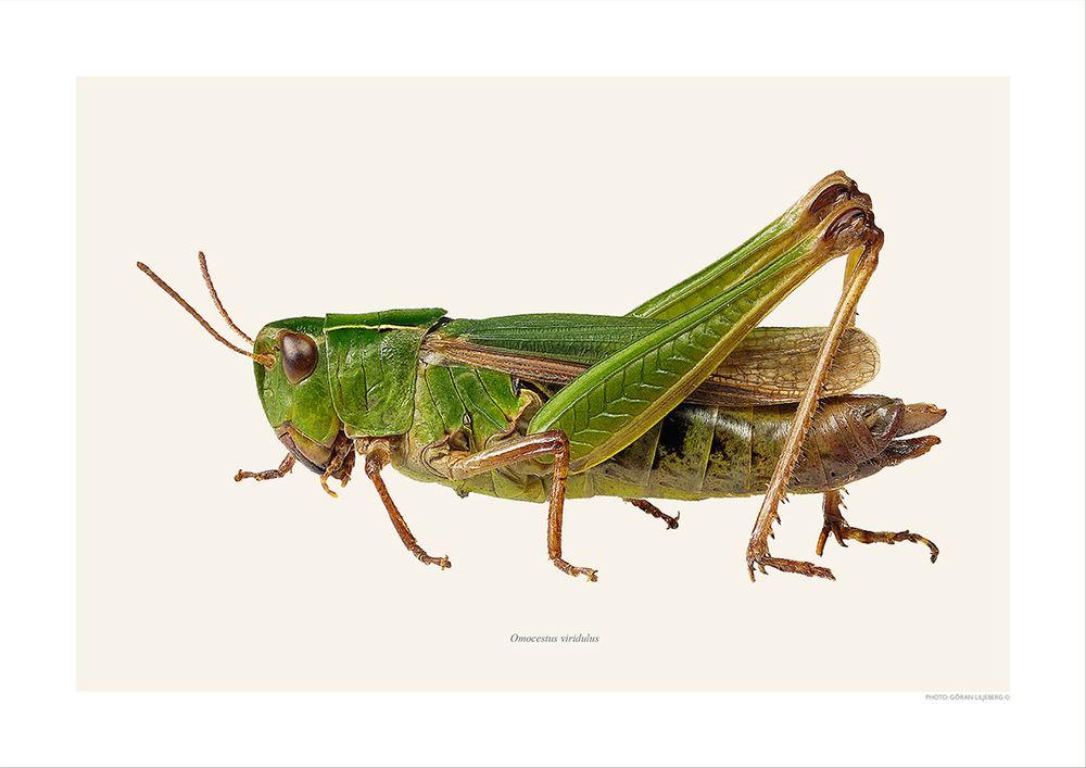 Affiches - Autres bugs - LILJEBERGS