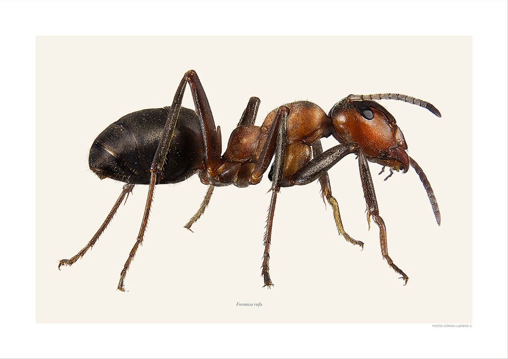 Affiches - Autres bugs - LILJEBERGS