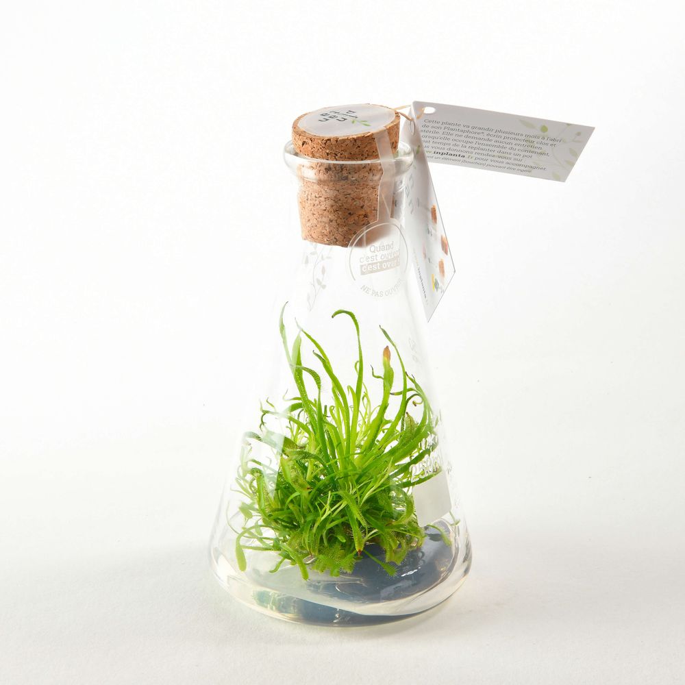Objets design - Plantaphore carnivores 250 mL - InPlanta - INPLANTA