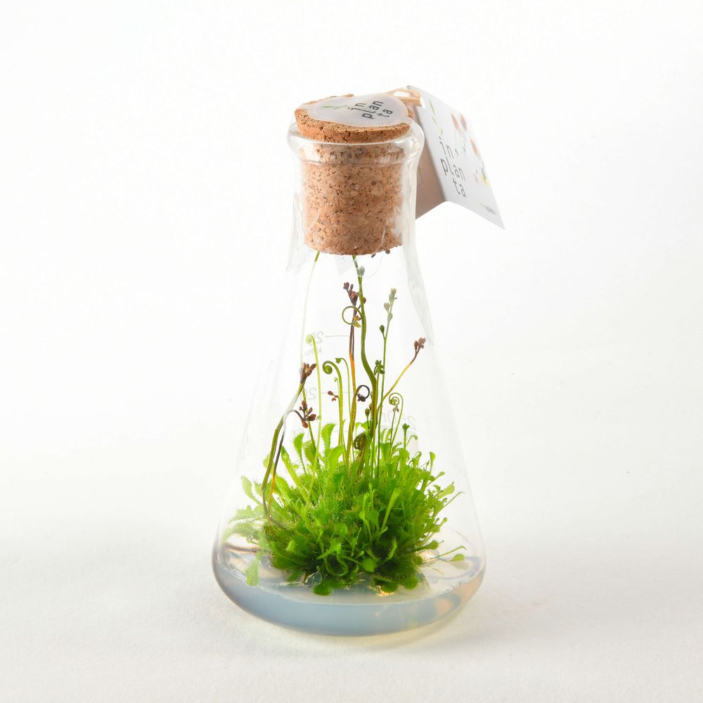 Objets design - Plantaphore carnivores 250 mL - InPlanta - INPLANTA