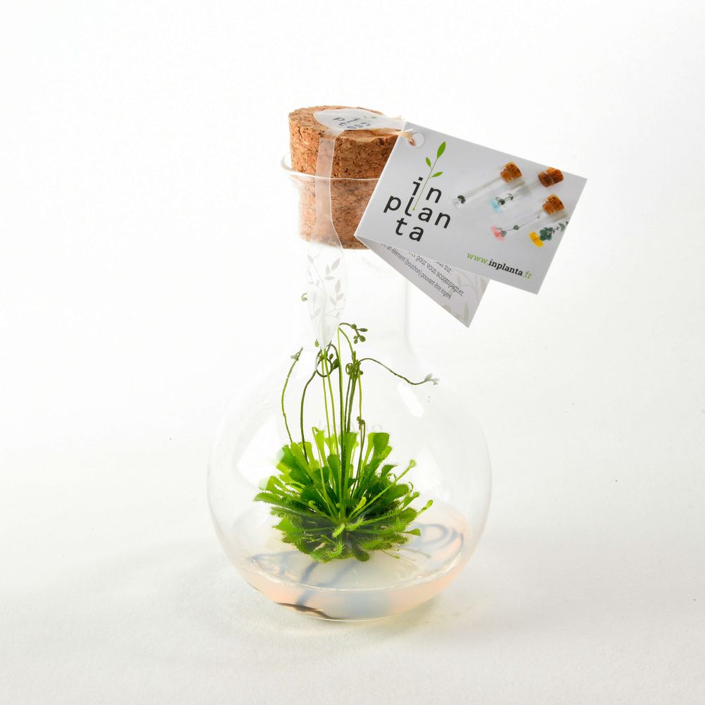 Objets design - Plantaphore carnivores 250 mL - InPlanta - INPLANTA