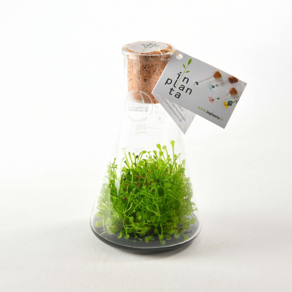 Objets design - Plantaphore carnivores 250 mL - InPlanta - INPLANTA