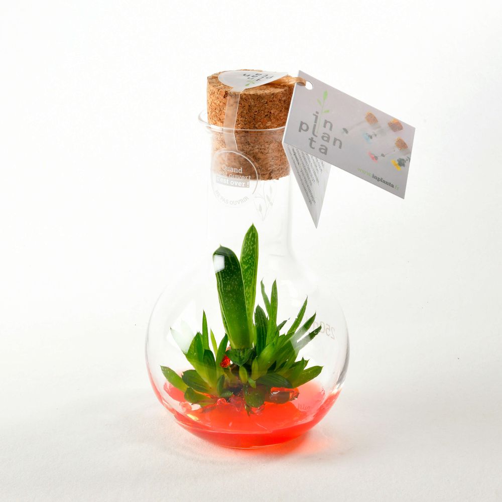 Gifts - Plantaphore Gasteria 250 mL - InPlanta - INPLANTA