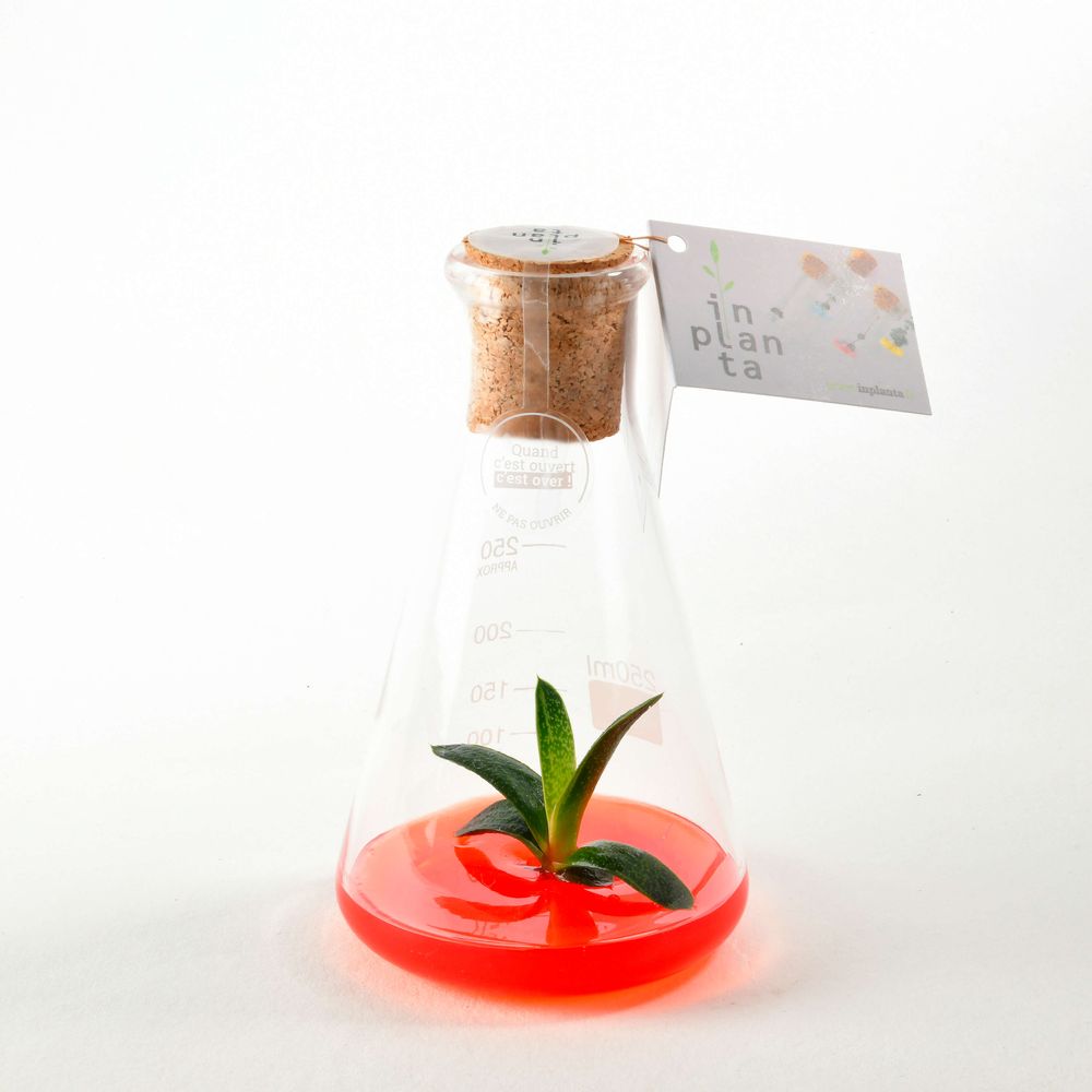 Gifts - Plantaphore Gasteria 250 mL - InPlanta - INPLANTA