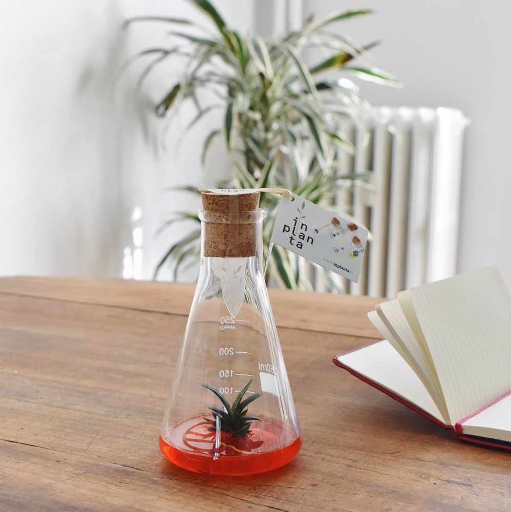 Gifts - Plantaphore Gasteria 250 mL - InPlanta - INPLANTA