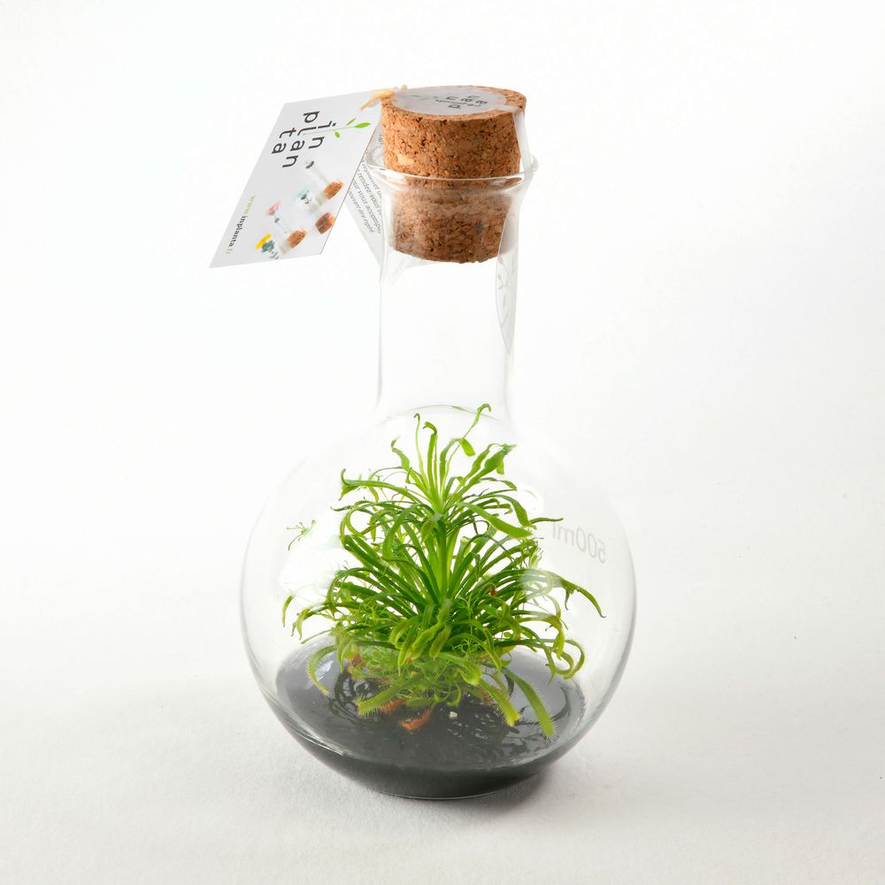 Décorations florales - Plantaphore Carnivores 500 mL - InPlanta - INPLANTA