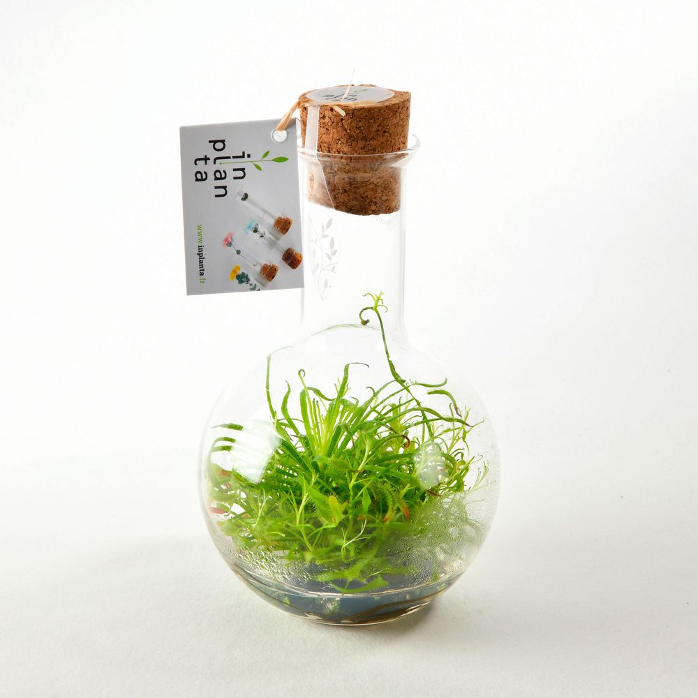 Décorations florales - Plantaphore Carnivores 500 mL - InPlanta - INPLANTA