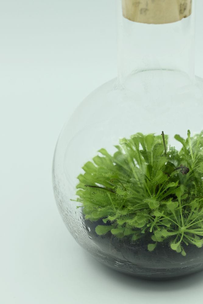 Décorations florales - Plantaphore Carnivores 500 mL - InPlanta - INPLANTA