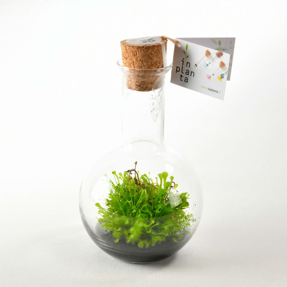 Décorations florales - Plantaphore Carnivores 500 mL - InPlanta - INPLANTA