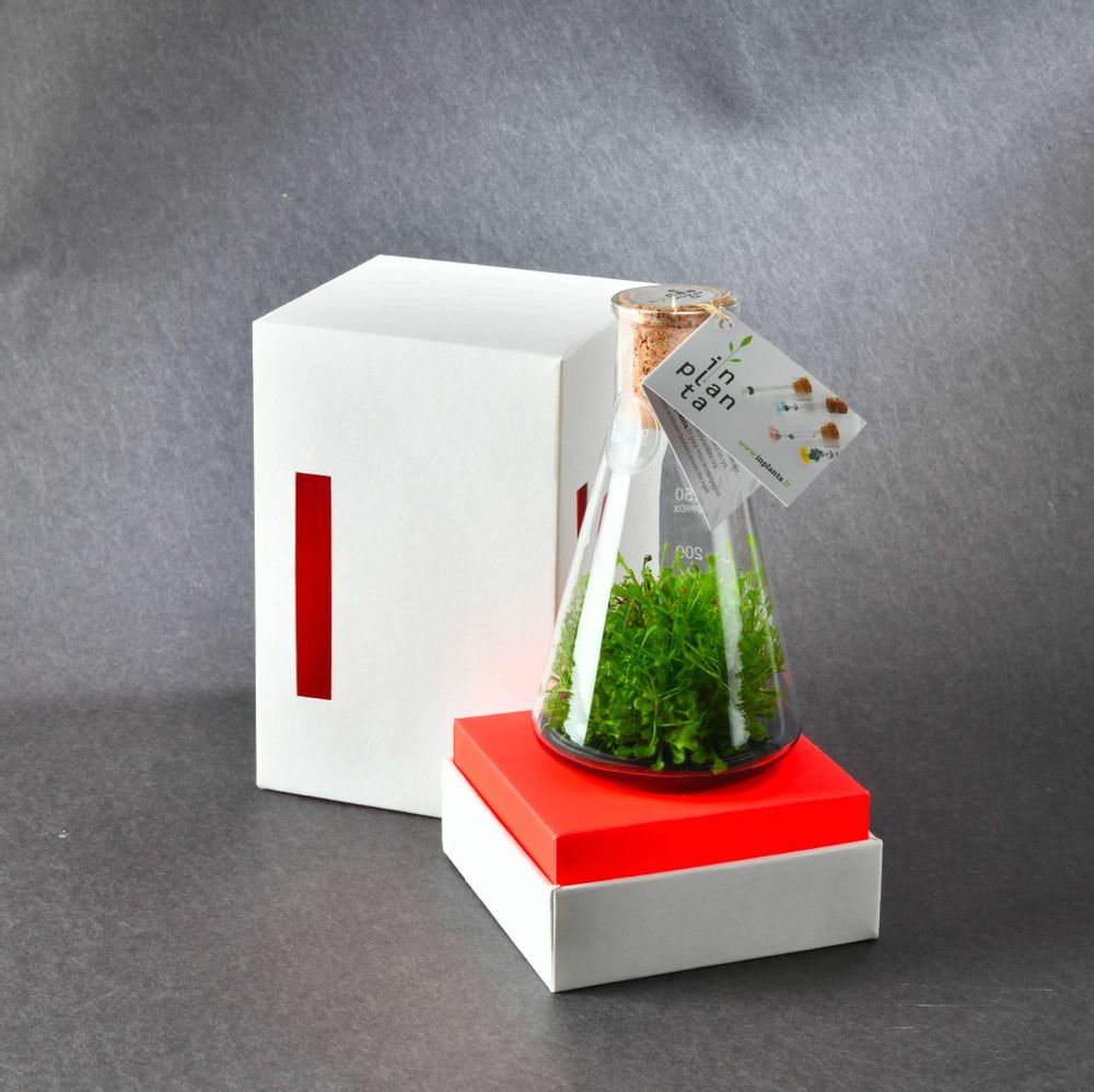 Cadeaux - Plantaphore Carnivores/Gastéria coffret - InPlanta - INPLANTA