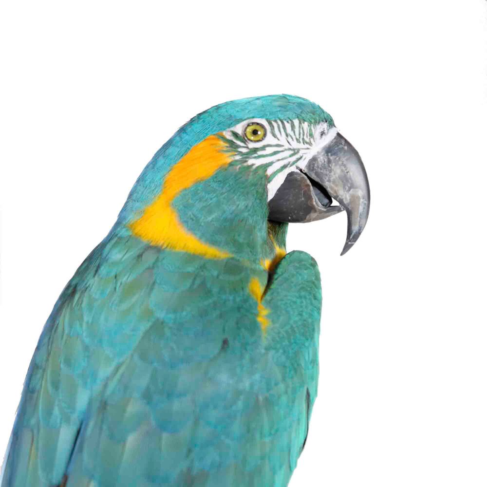 Unique pieces - Parrot taxidermy - Colourful decorative object - DMW.NU: TAXIDERMY & INTERIOR