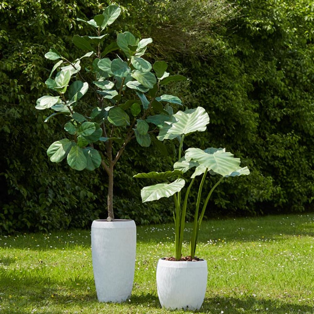 Floral decoration - FICUS LYRATA - ALOCASIA - LOU DE CASTELLANE