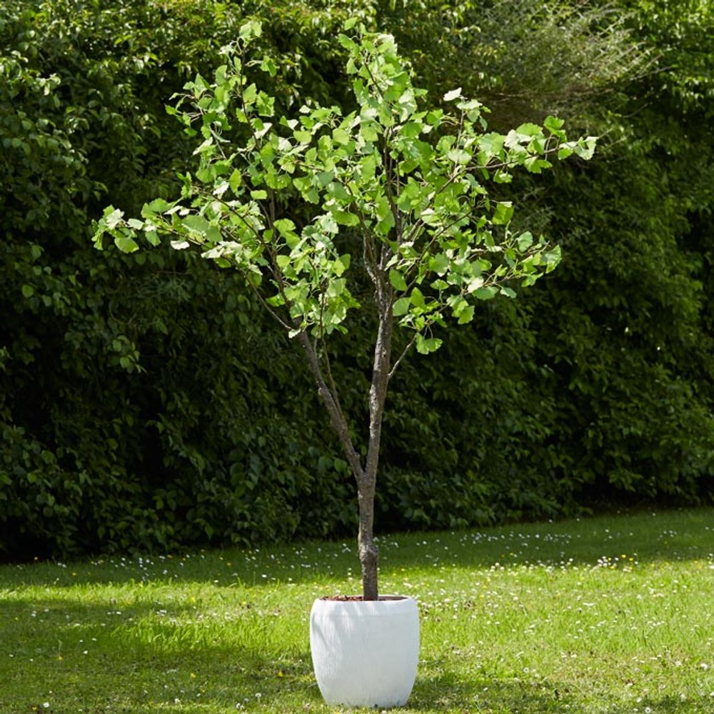 Floral decoration - GINKO Floral Decoration - LOU DE CASTELLANE
