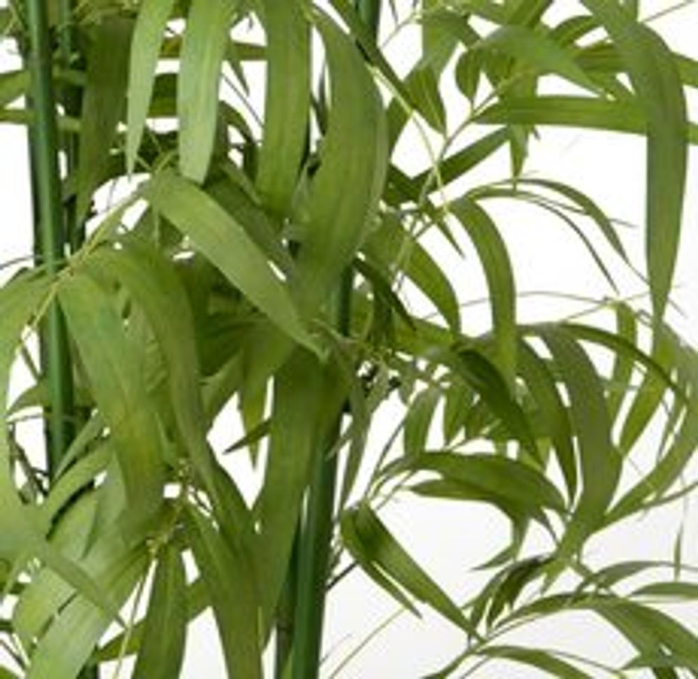 Floral decoration - BAMBOO ZOOM - LOU DE CASTELLANE